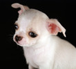 Portrait of a puppy chihuahua Portrait of a puppy chihuahua