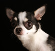 black&white chihuahua black&white chihuahua