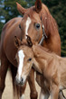 portrait Mare with a foal portrait Mare with a foal