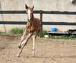 young horse gallops fast young horse gallops fast