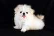 pekinese dog on black pekinese dog on black