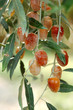 Russian Olive