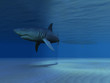 SHARK!