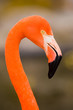 Red Caribbean flamingo close-up head detail Red Caribbean flamingo close-up head detail