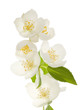 white jasmin flowers