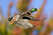 Fall Duck In Flight