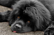 Newfoundland Dog