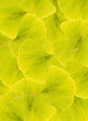Gingko