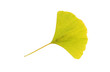 Gingko