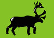 Reindeer Reindeer