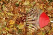 herbst