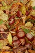 herbst