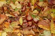 herbst