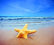 Starfish on a beach