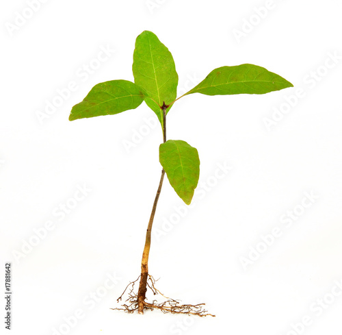 Photo: New life New life