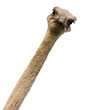 Ostrich, Struthio camelus
