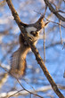Sciurus vulgaris, Red squirrel Eurasian