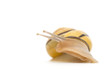 snail
