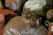 Toad