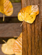 Autumn leaves Autumn leaves