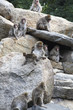 Monkeys Monkeys