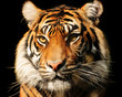 Tiger Portrait