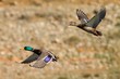 Mallard Pair