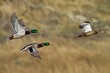 Mallard Flight