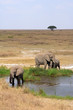Afrikanische Elefanten in der Serengeti / Tansania / Afrika