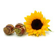 Sunflower with chestnuts