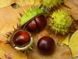 Chestnuts