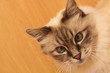 Cat with blue eyes Cat with blue eyes