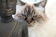 Himalayan cat with buddha Himalayan cat with buddha