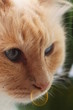 Cat face with bubble Cat face with bubble
