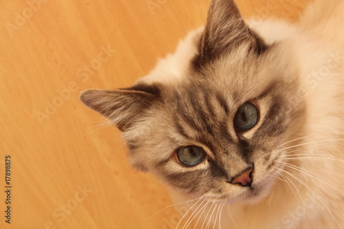 Cat with blue eyes