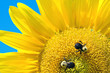 two bees on sunflower