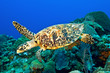 Hawksbill turtle