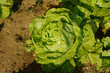 Salade