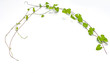 green leaf green leaf