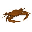 crab