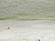 Seagull walking on the beach 17