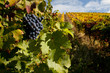 Port wine grapes on a vineyard in the Douro Region, Portugal.
