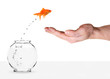 Foto: goldfish jumping out of fishbowl and into human palm goldfish jumping out of fishbowl and into human palm