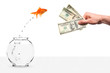 goldfish jumping out of fishbowl temped by cash goldfish jumping out of fishbowl temped by cash