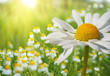 Marguerite