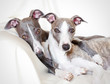whippets friendship whippets friendship
