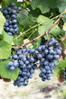 Glowing red wine grapes