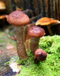 Champignon
