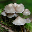 Champignons