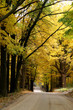 Autumn Road